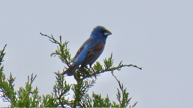 Blue Grosbeak - ML620462330