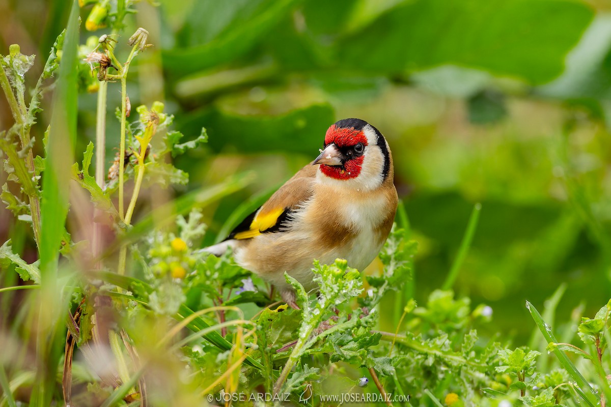 European Goldfinch - ML620462331