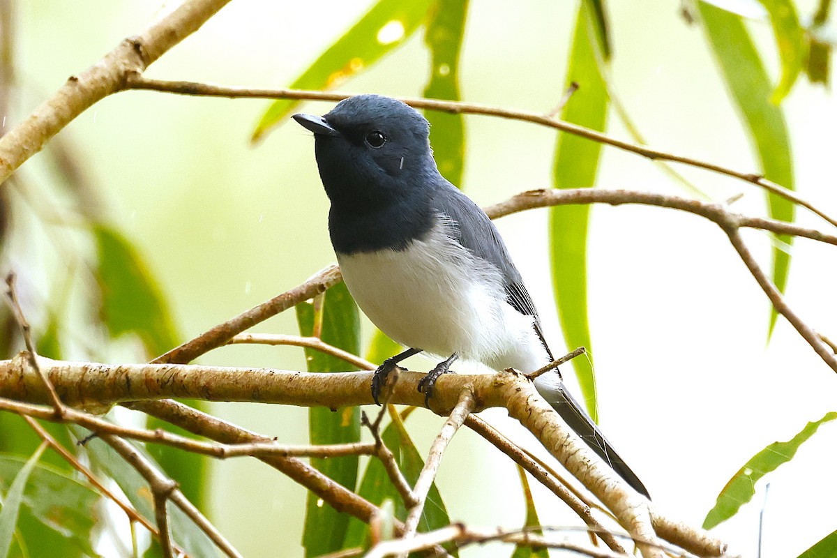 Leaden Flycatcher - ML620462334