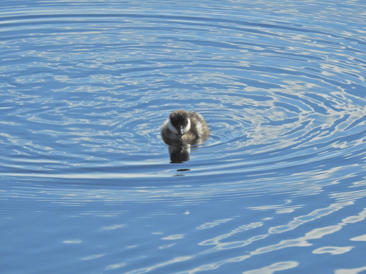 Common Goldeneye - ML620462335