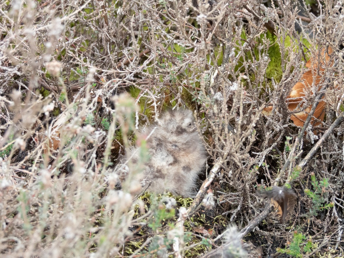 Eurasian Nightjar - ML620462344