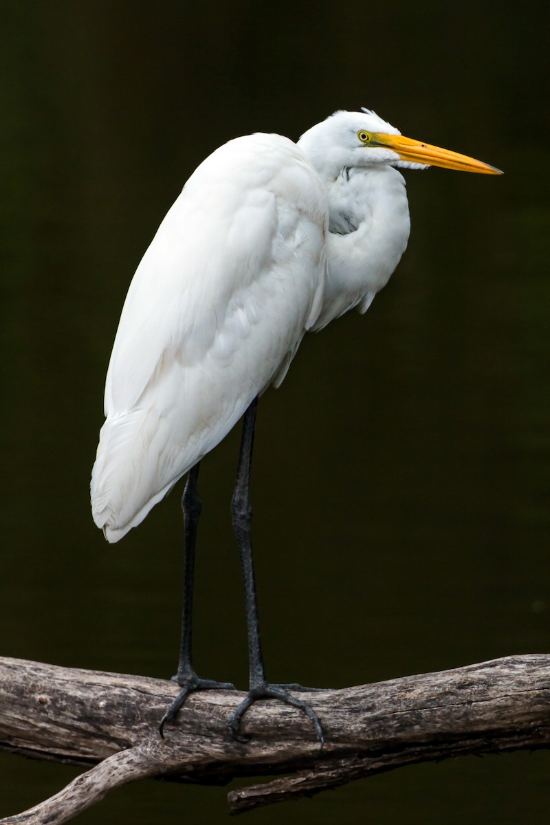 Great Egret - ML620462345