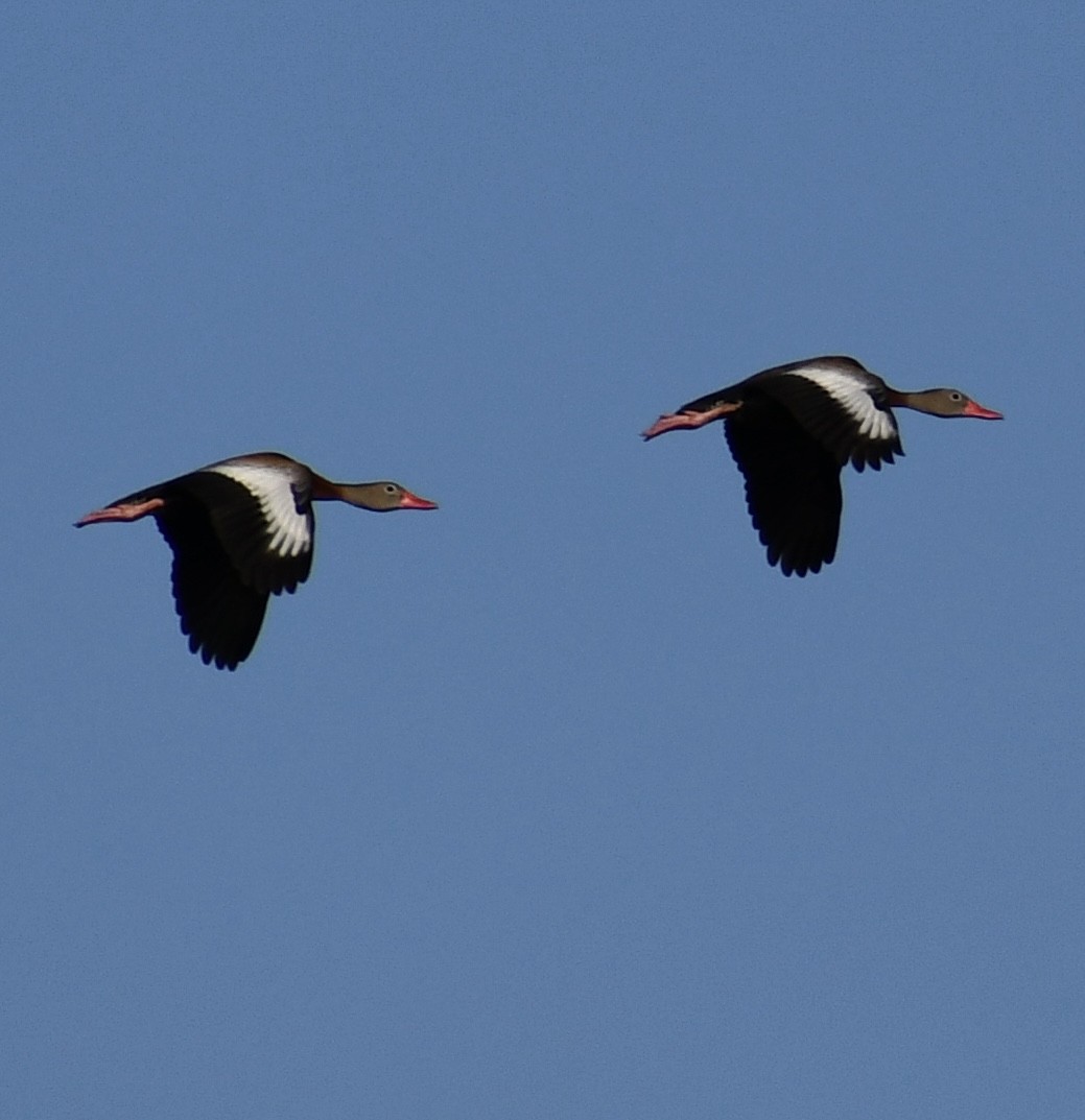 Black-bellied Whistling-Duck - ML620462347