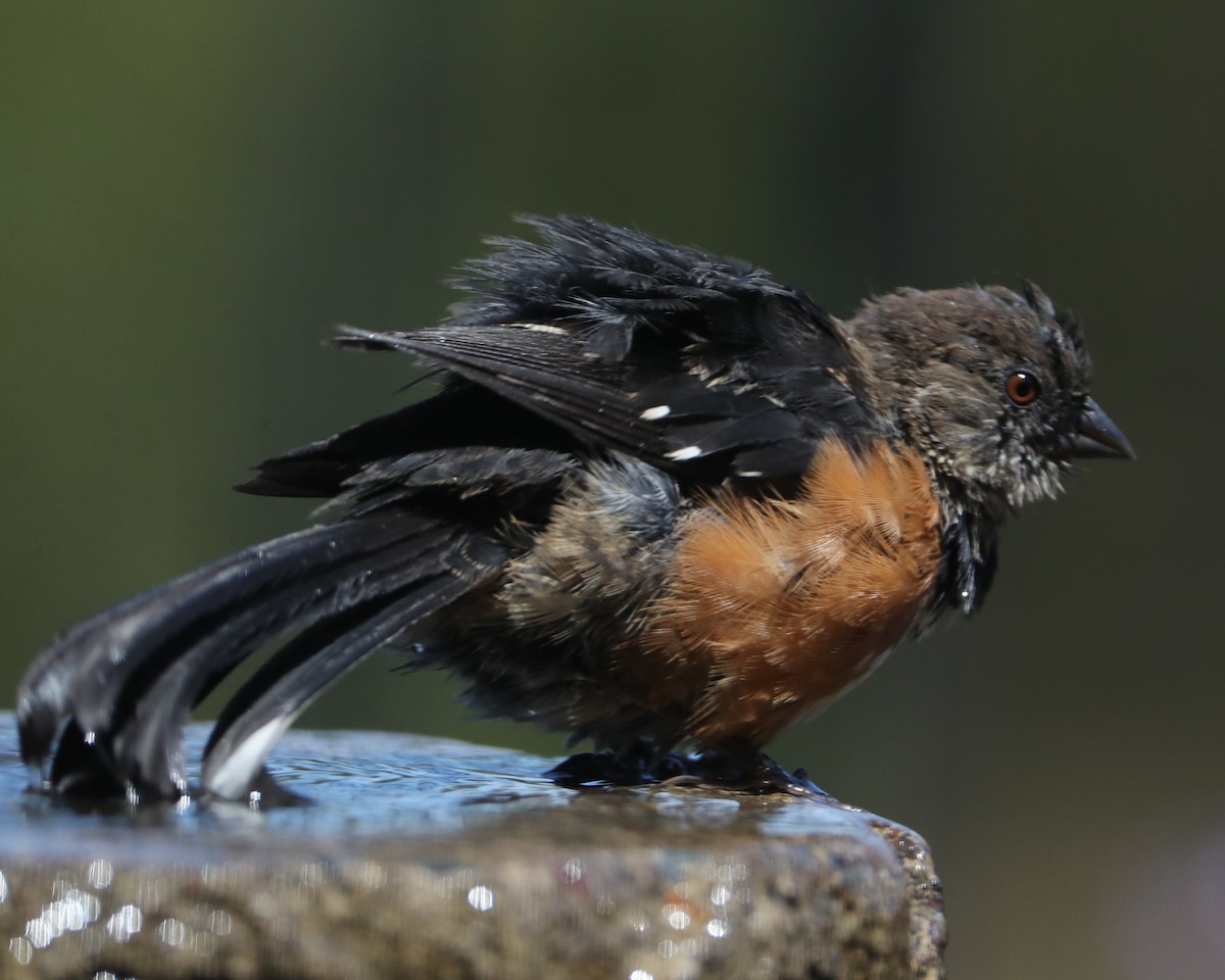 Spotted Towhee - ML620462348