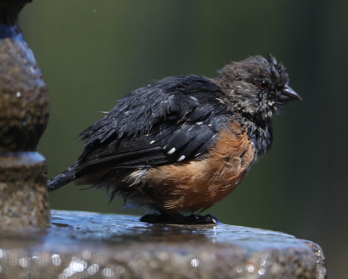 Spotted Towhee - ML620462349