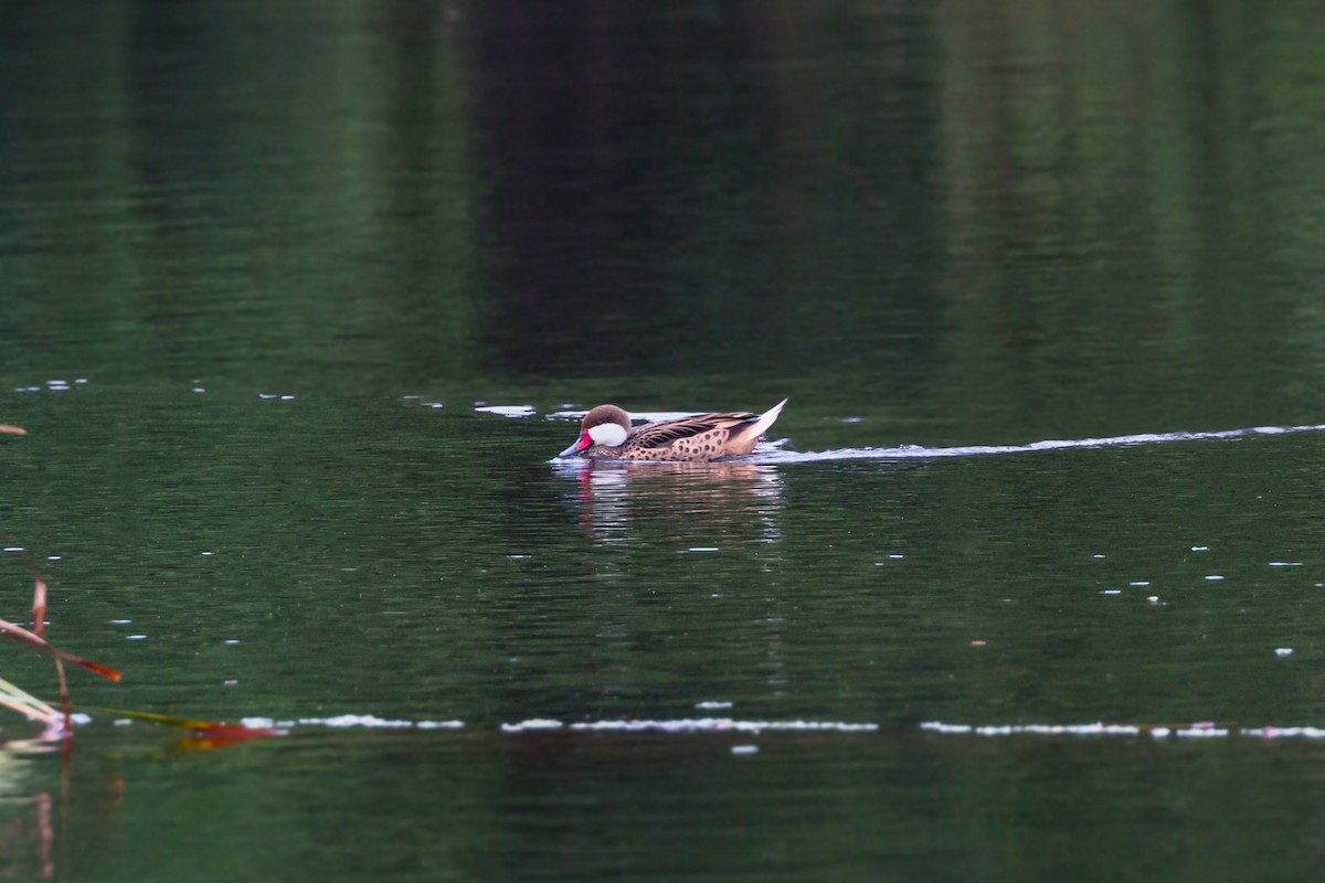 White-cheeked Pintail - William Clark