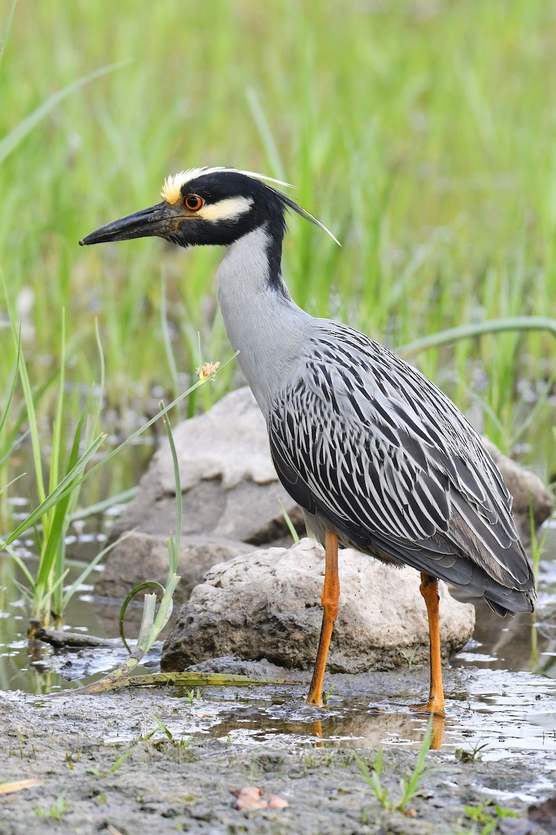 Yellow-crowned Night Heron - ML620462353