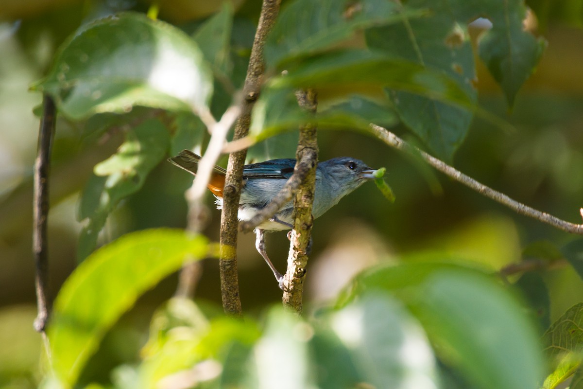 Chestnut-vented Conebill - ML620462355