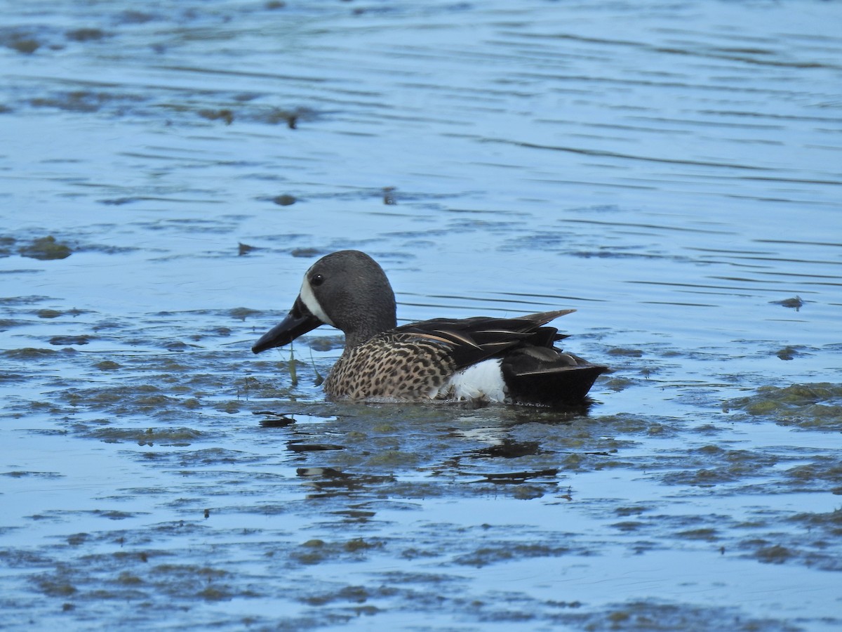 Blue-winged Teal - ML620462356