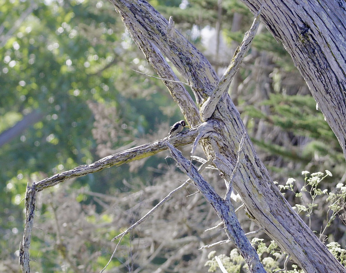 Downy Woodpecker (Pacific) - ML620462357
