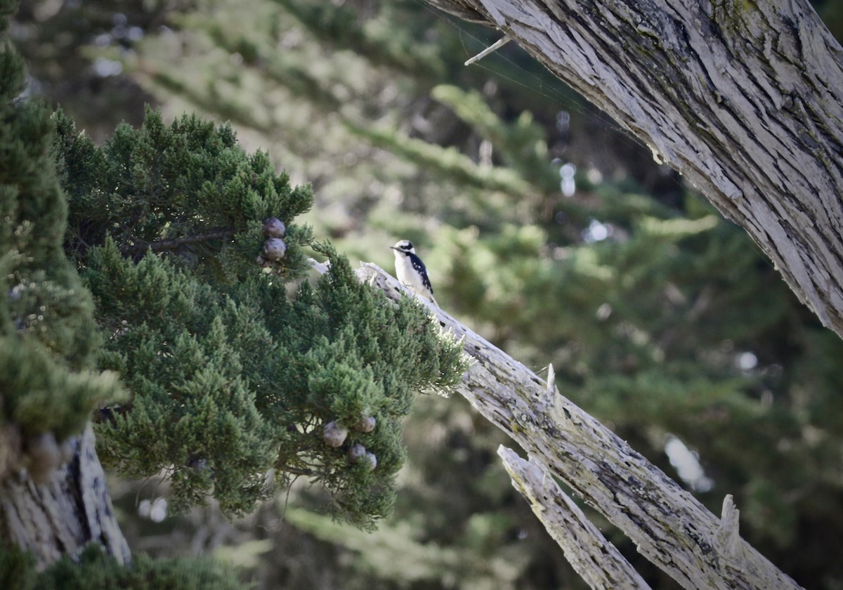 Downy Woodpecker (Pacific) - ML620462361