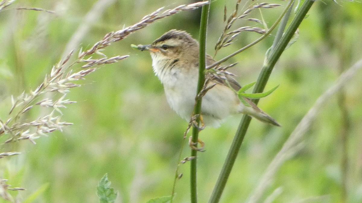 Sedge Warbler - ML620462362