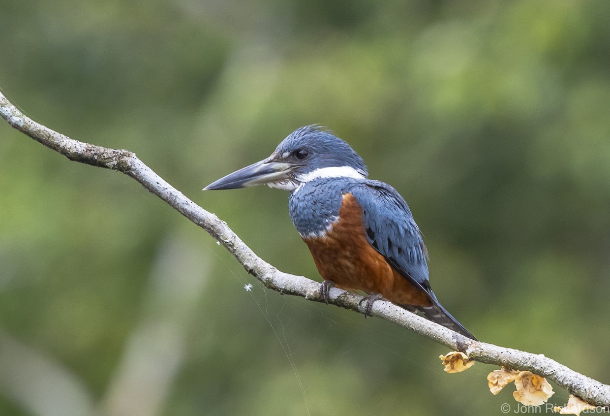 Ringed Kingfisher - ML620462370