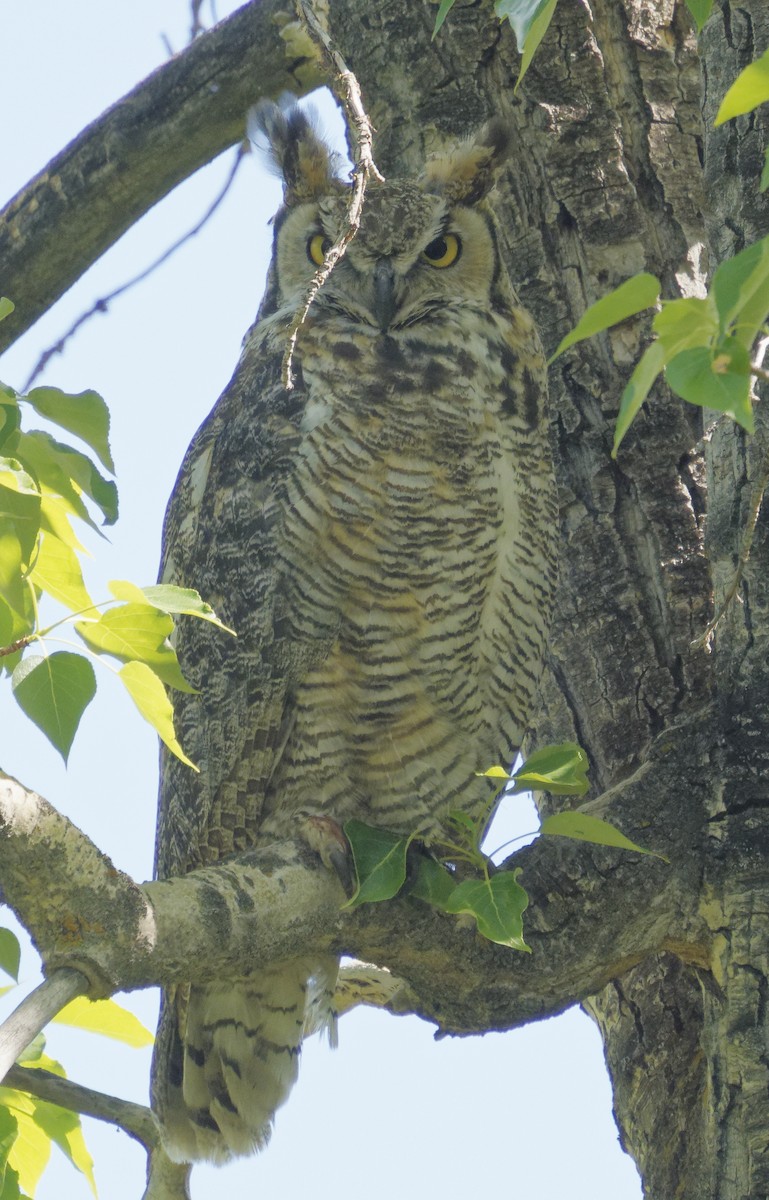 Great Horned Owl - ML620462372