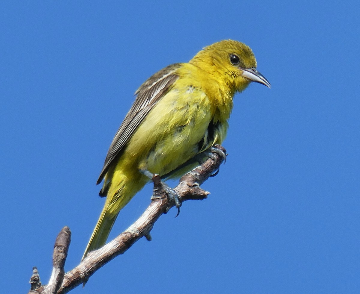 Orchard Oriole - ML620462374