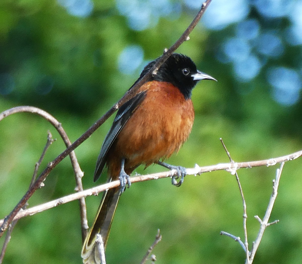 Orchard Oriole - ML620462375