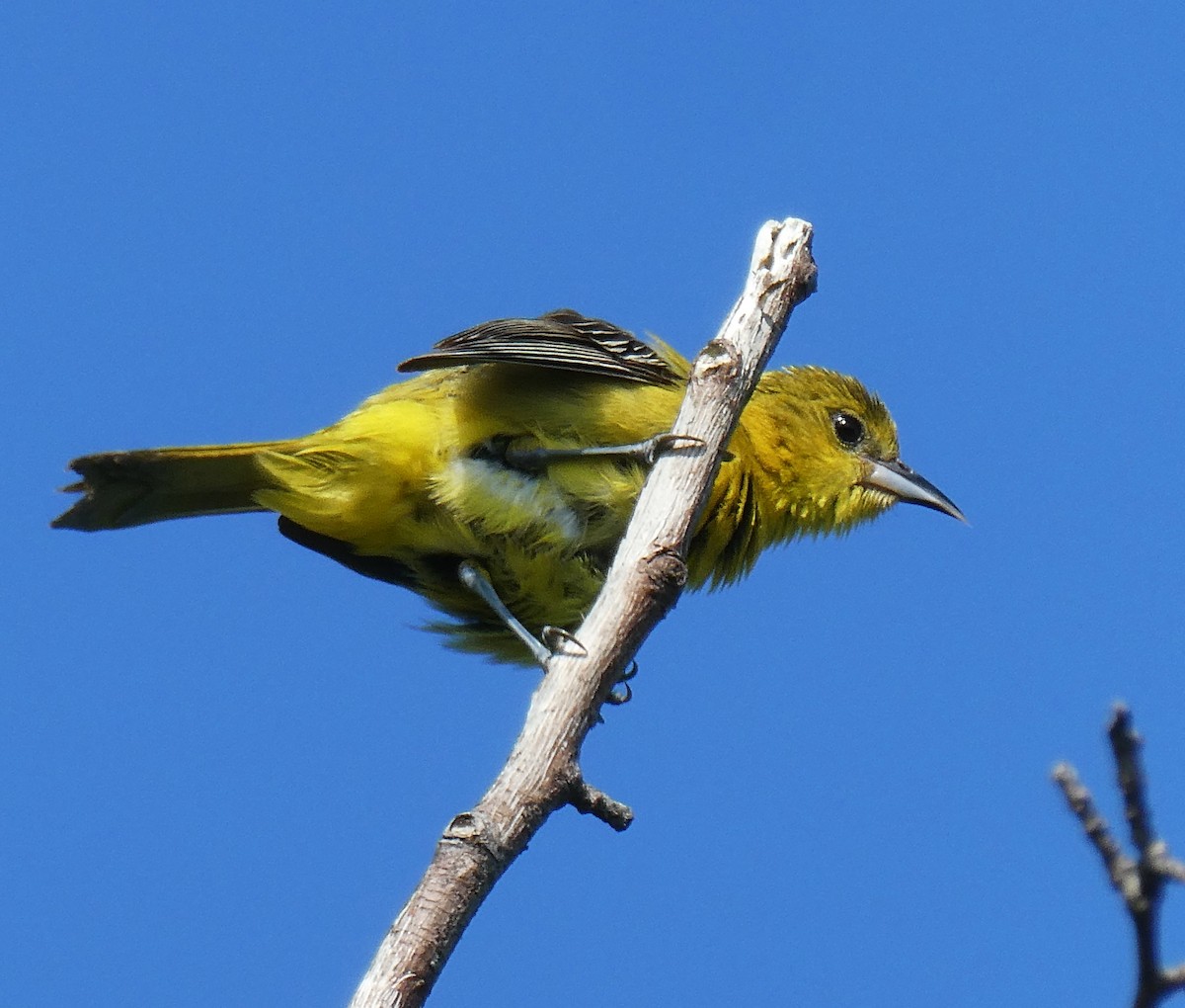 Orchard Oriole - ML620462376