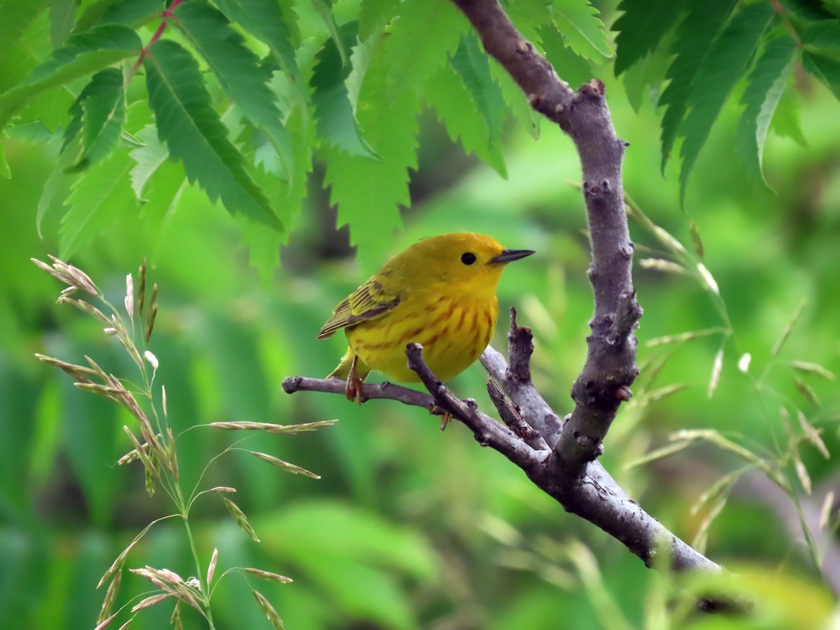 Yellow Warbler - ML620462377