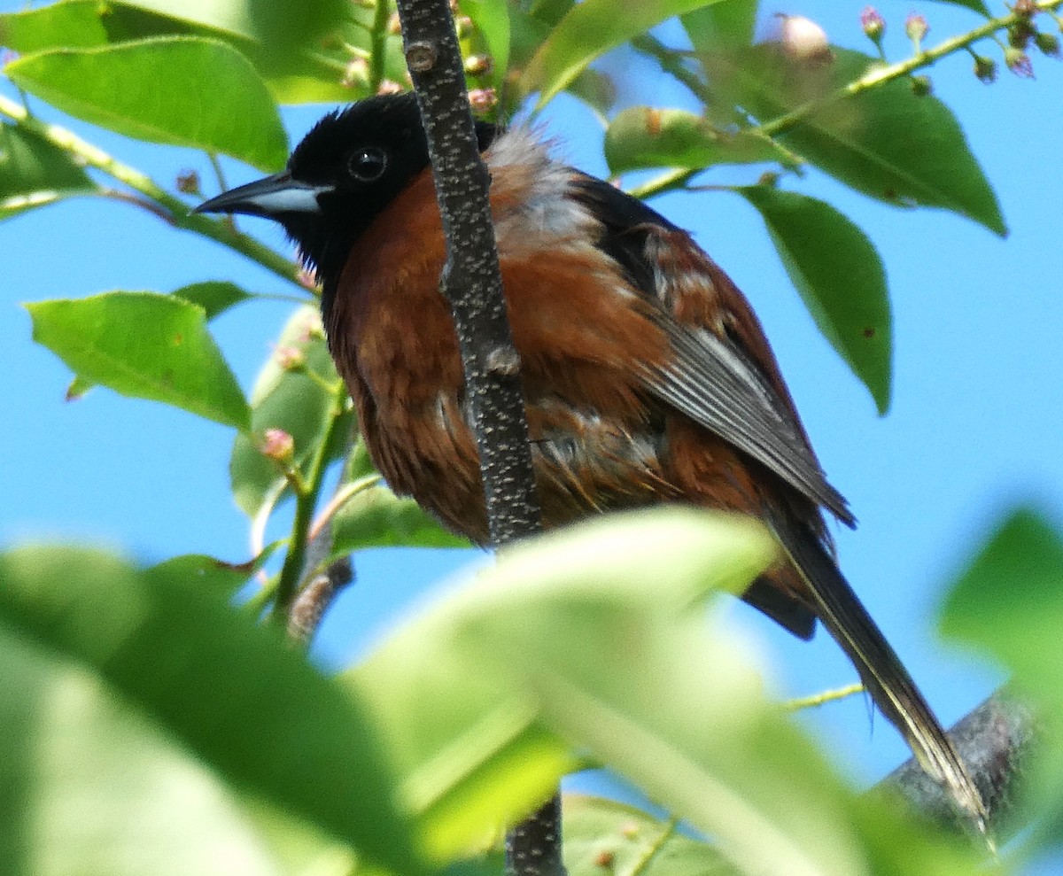 Orchard Oriole - ML620462378