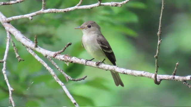 Eastern Wood-Pewee - ML620462386