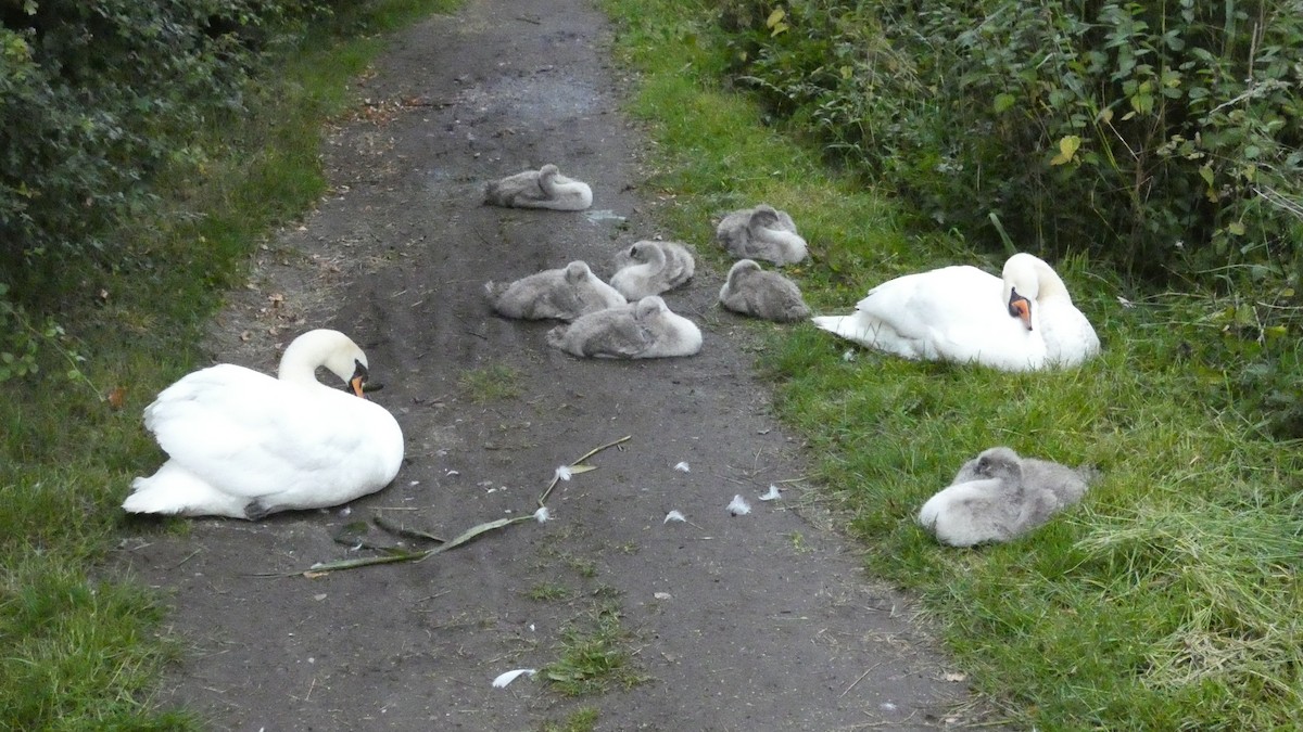 Mute Swan - ML620462387