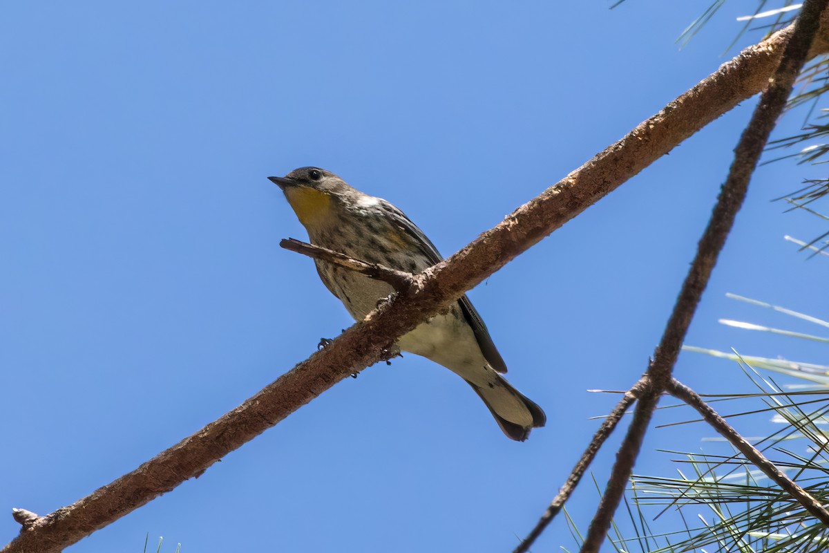 Yellow-rumped Warbler (Audubon's) - ML620462390