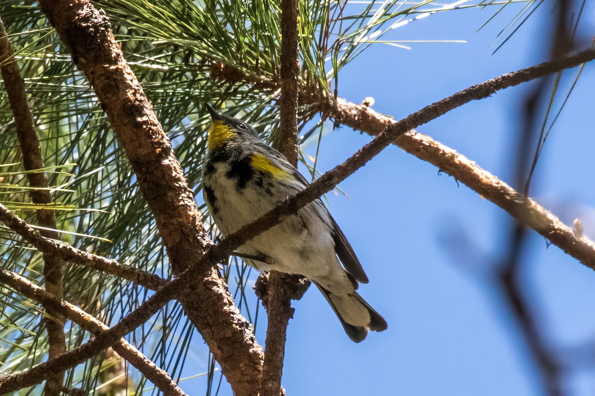 Yellow-rumped Warbler (Audubon's) - ML620462391