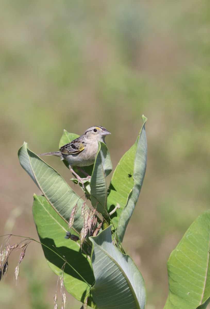 Grasshopper Sparrow - Kelly Rogers