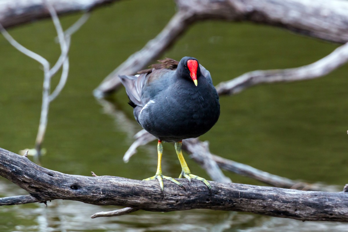 Common Gallinule - ML620462406