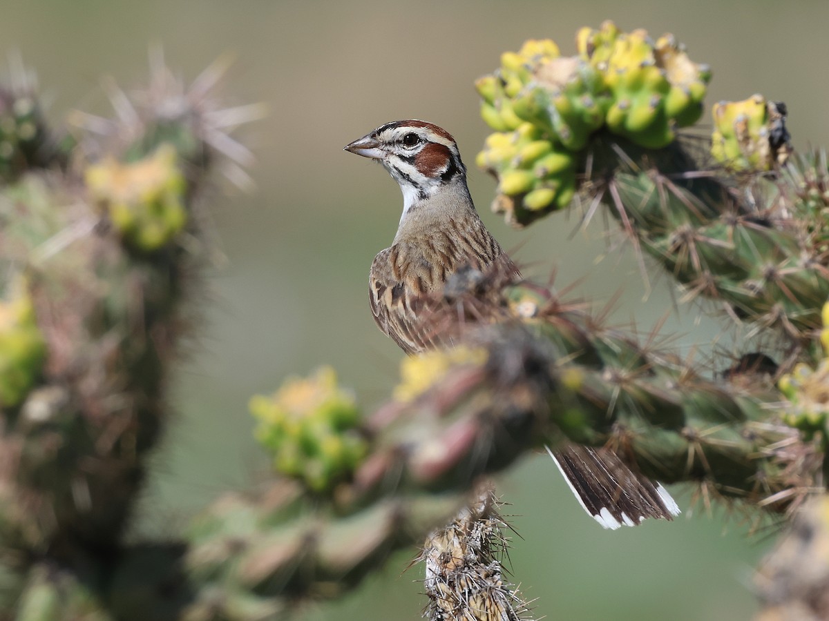 Lark Sparrow - ML620462411