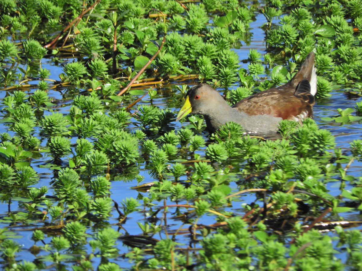 Spot-flanked Gallinule - ML620462414