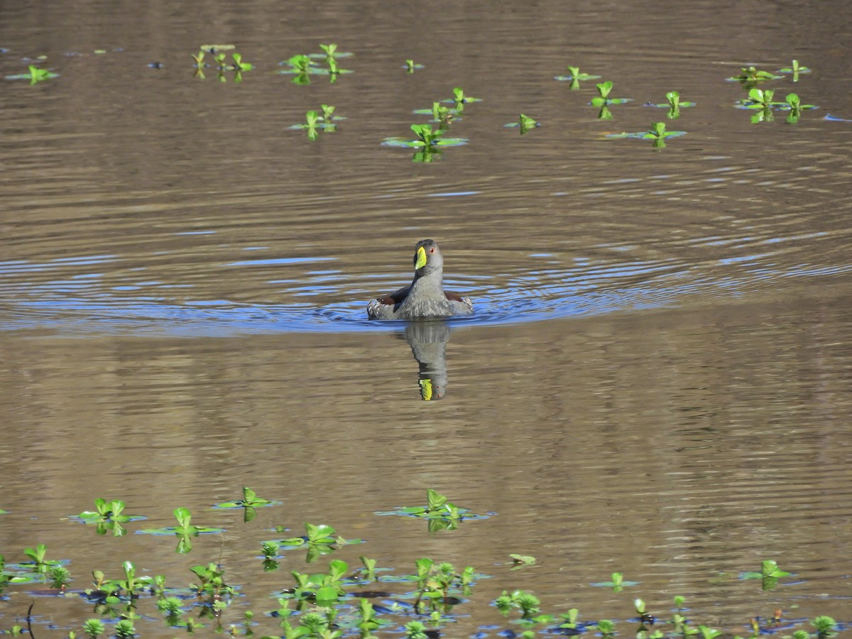 Spot-flanked Gallinule - ML620462415