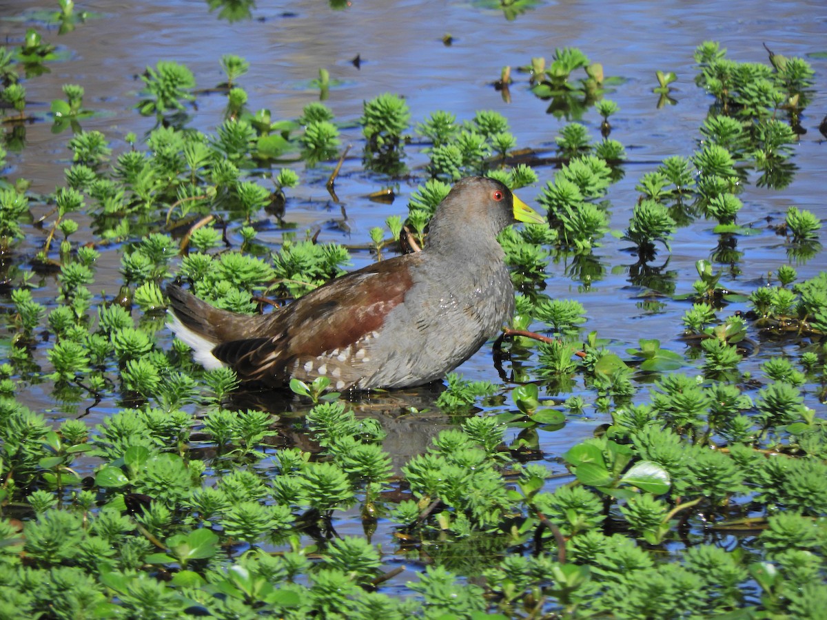 Spot-flanked Gallinule - ML620462417