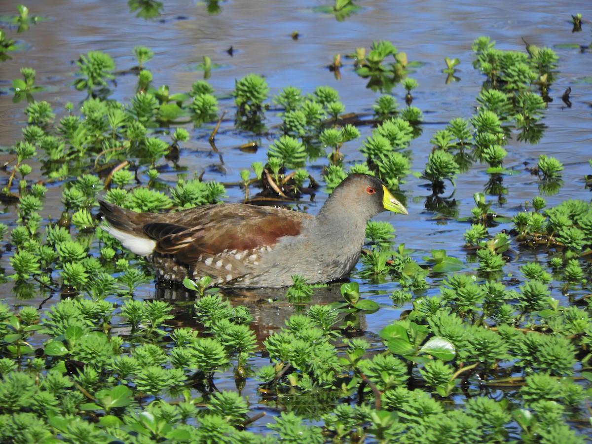 Spot-flanked Gallinule - ML620462420