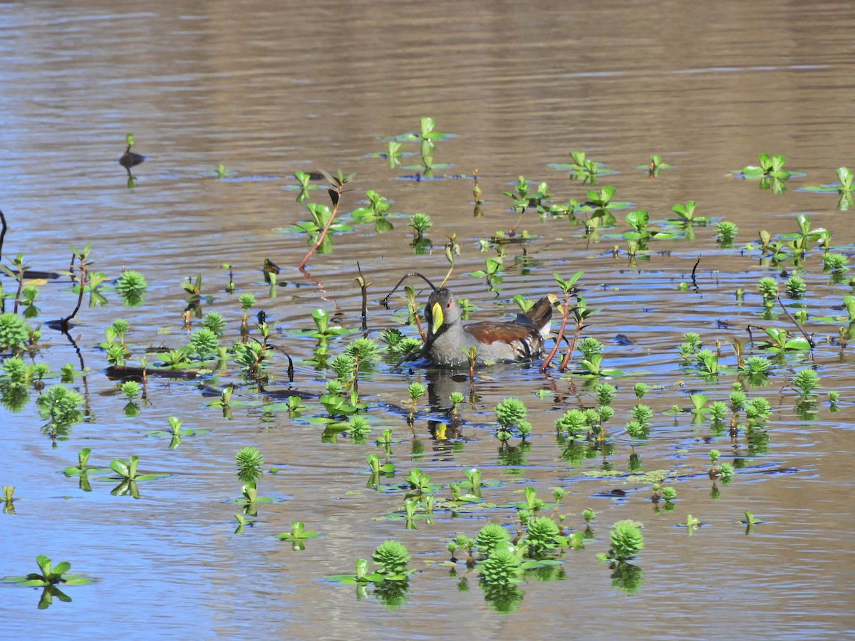 Spot-flanked Gallinule - ML620462421