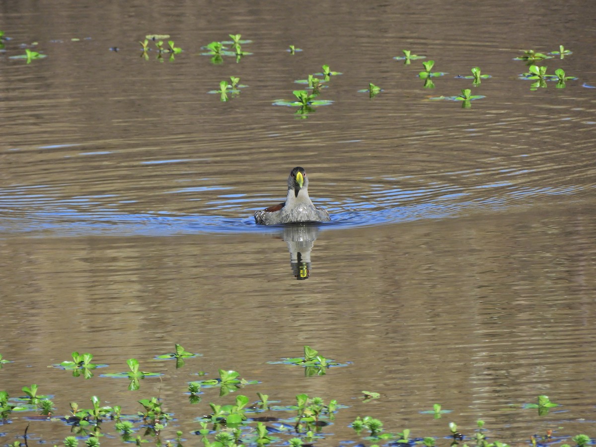 Spot-flanked Gallinule - ML620462423