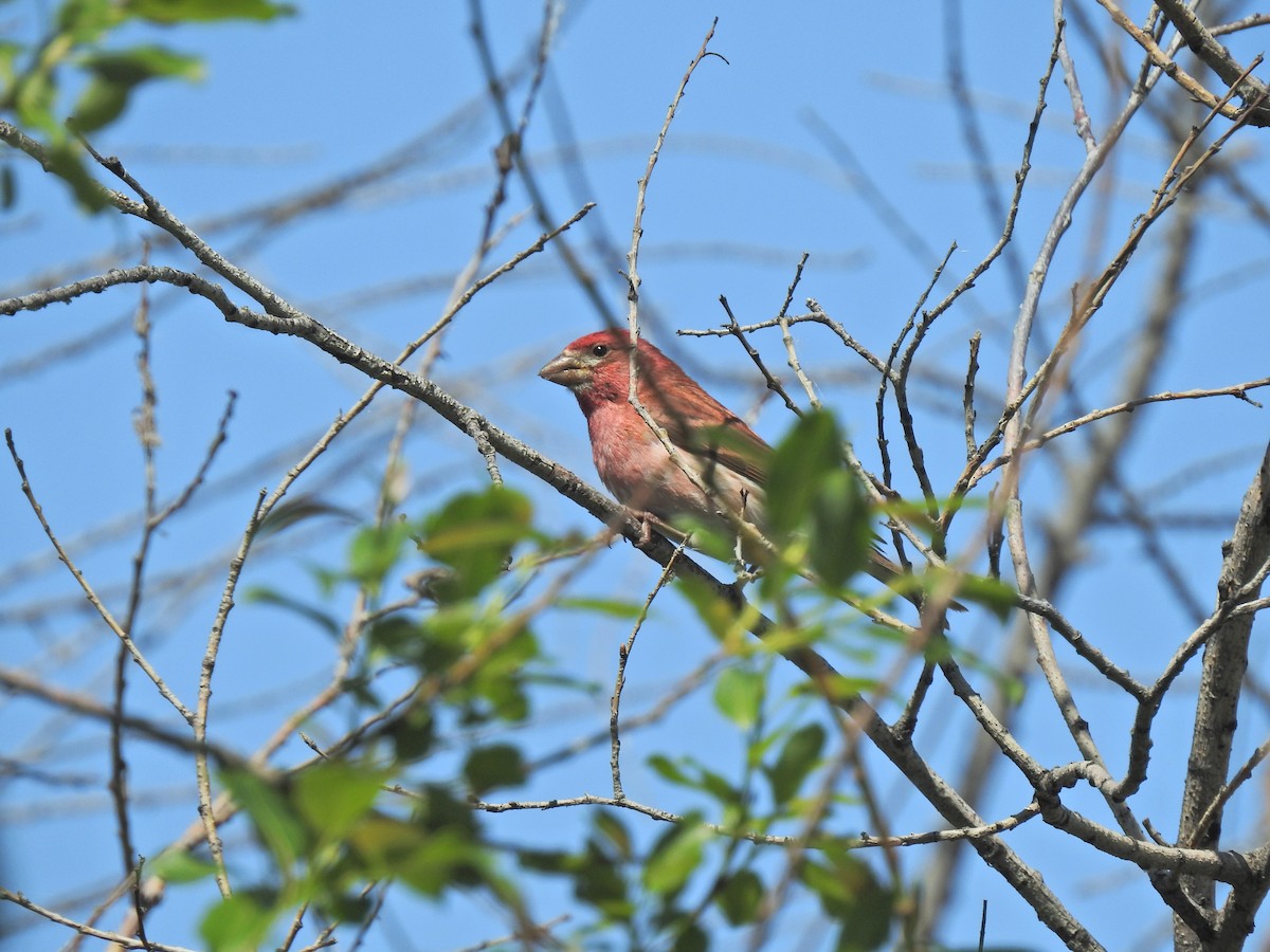 Purple Finch - ML620462427