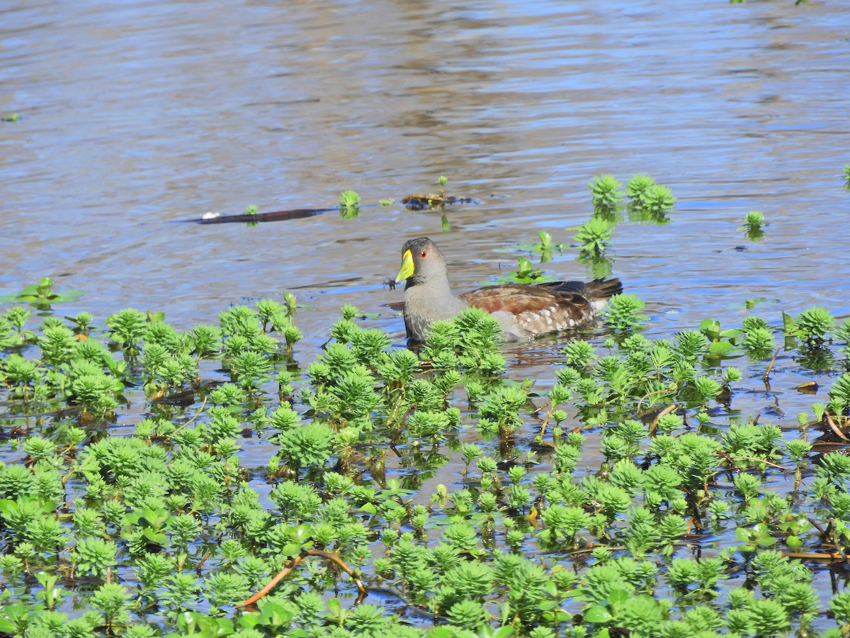 Spot-flanked Gallinule - ML620462429