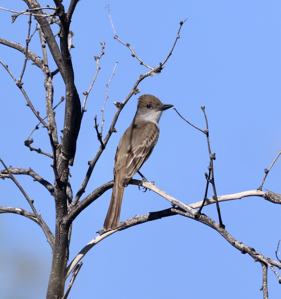 Brown-crested Flycatcher - ML620462435