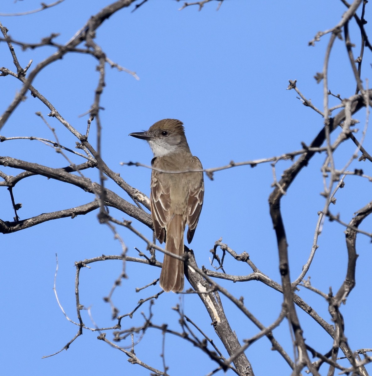 Brown-crested Flycatcher - ML620462436