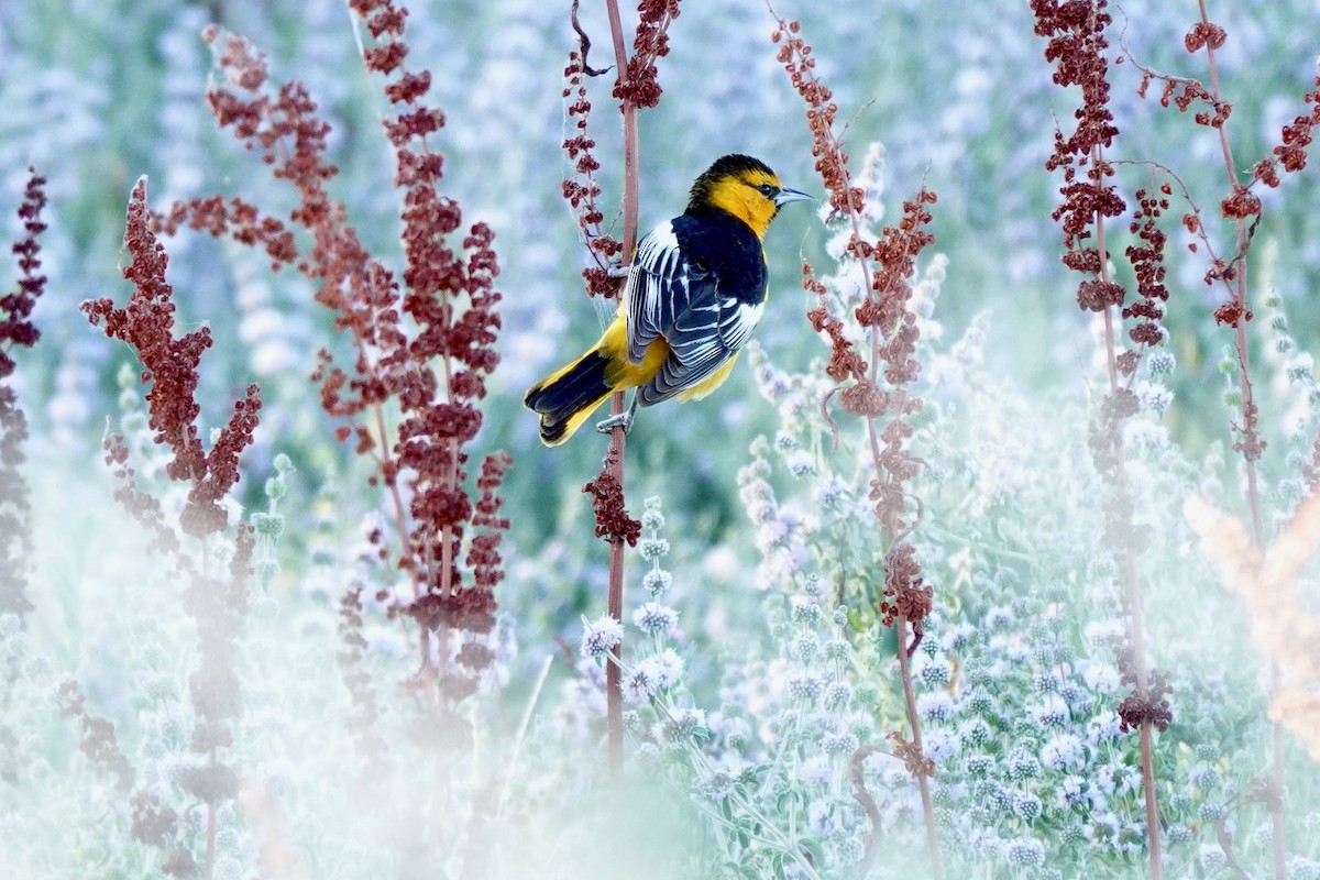 Bullock's Oriole - Bob Greenleaf