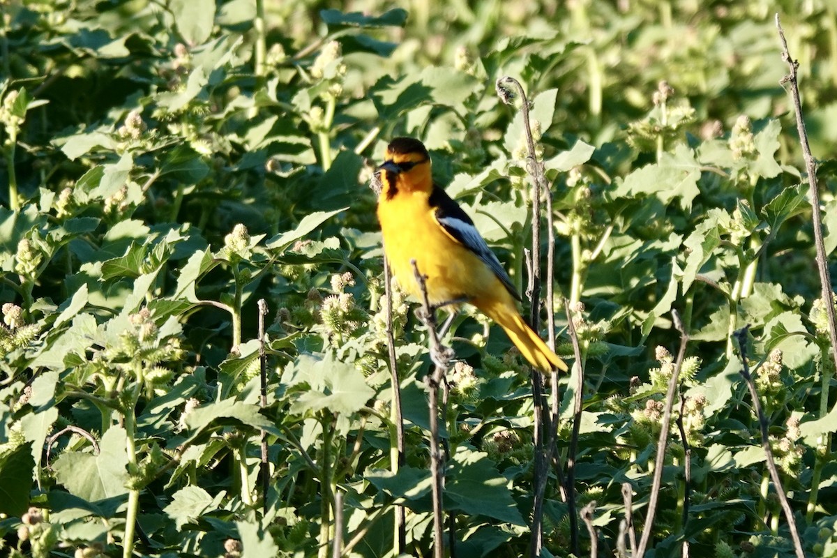 Bullock's Oriole - ML620462441