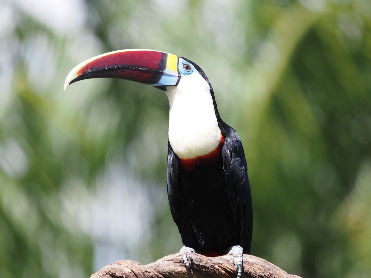 White-throated Toucan - ML620462445