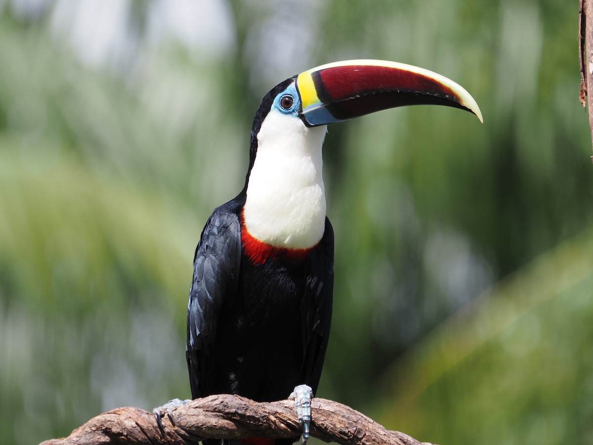 White-throated Toucan - ML620462448