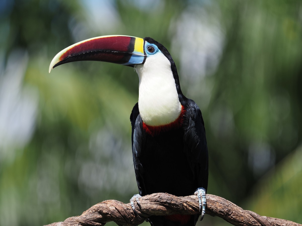 Toucan à bec rouge - ML620462450