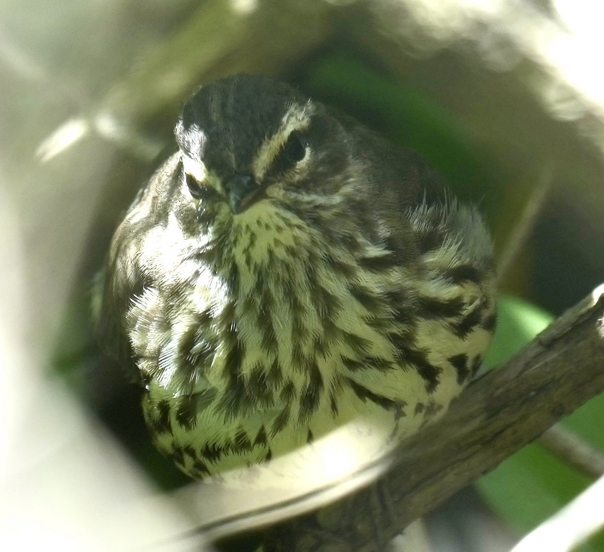 Northern Waterthrush - ML620462462