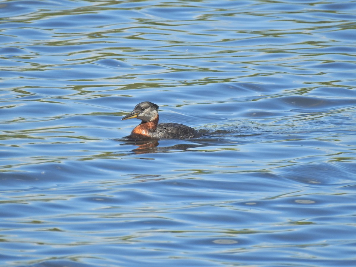 Red-necked Grebe - ML620462464