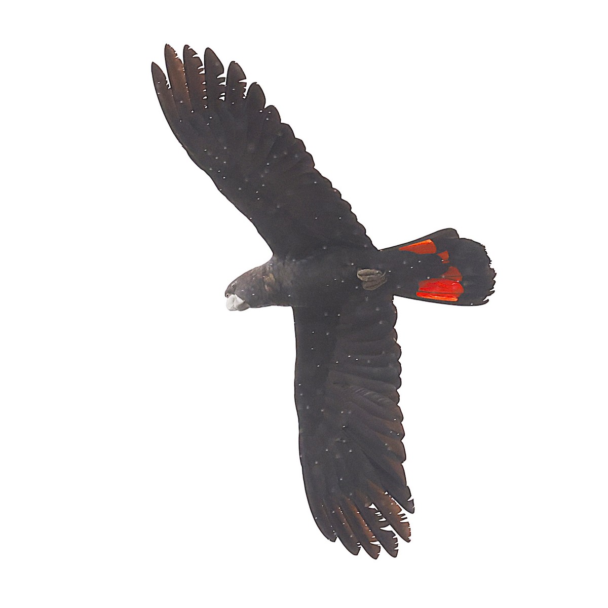 Red-tailed Black-Cockatoo - ML620462465