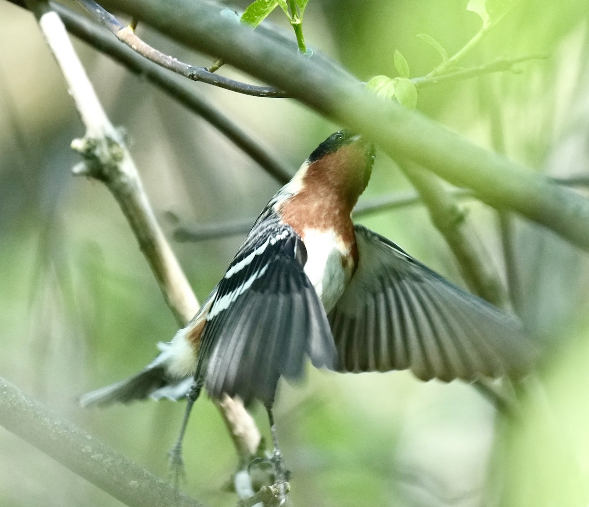 Bay-breasted Warbler - ML620462467