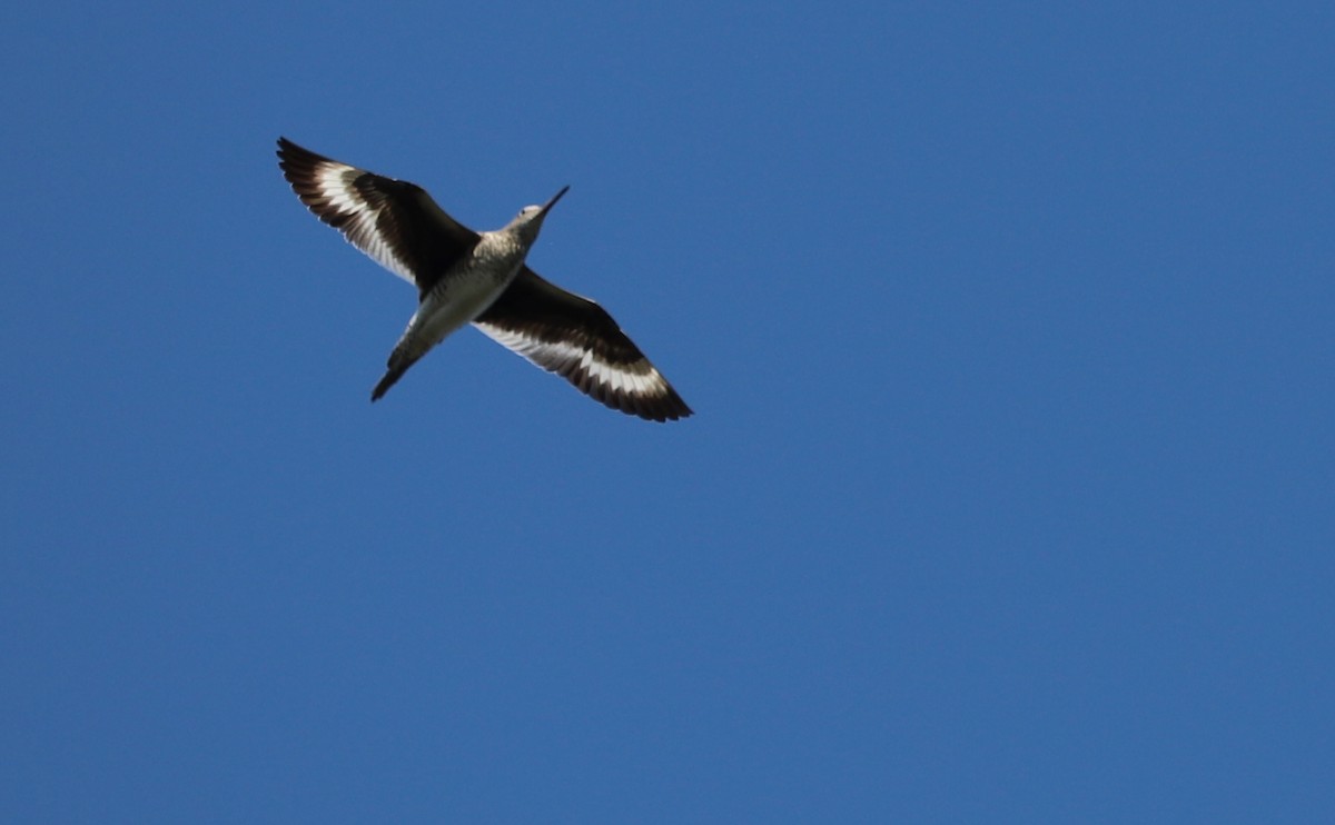 Playero Aliblanco (semipalmata) - ML620462468